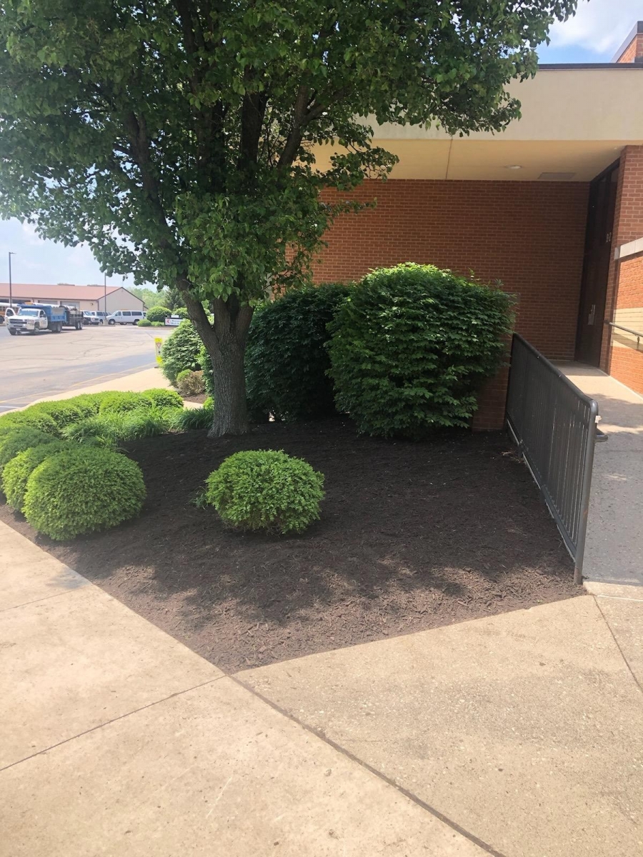 tree with shrubs